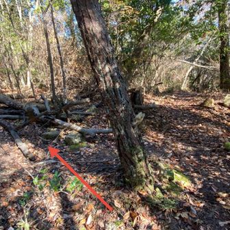 そして松がある所を左👈
真っ直ぐに進むと城山・正木山への周回ルートになります🔄