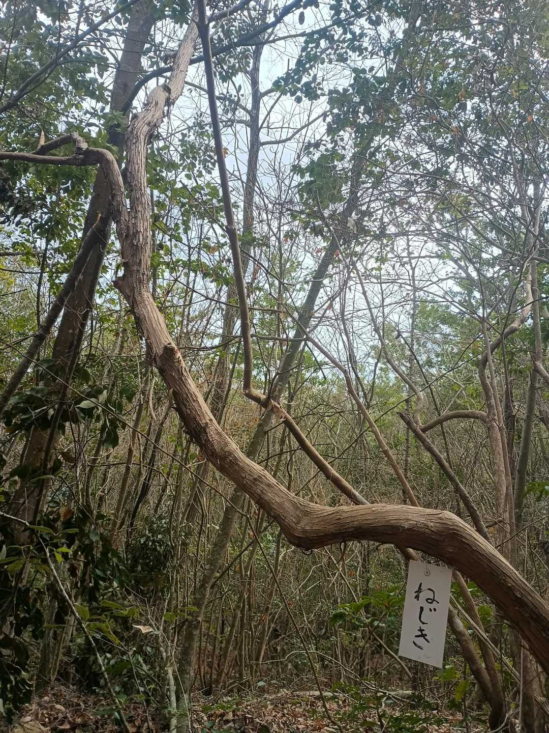 白鳥山 往復コースの写真