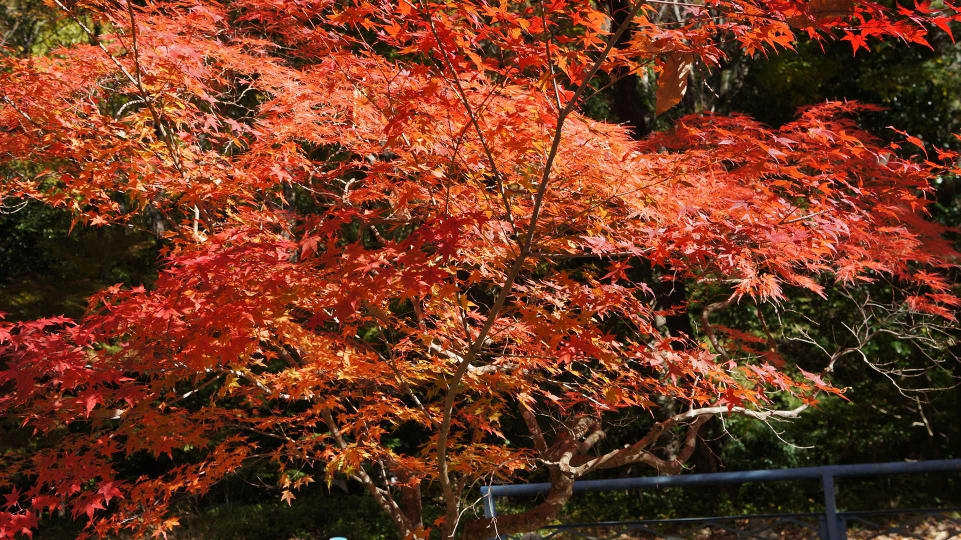 岩戸公園をお散歩
面白いモミジやないか〜
1本の同じ木なのに葉の形が全然違うんだ