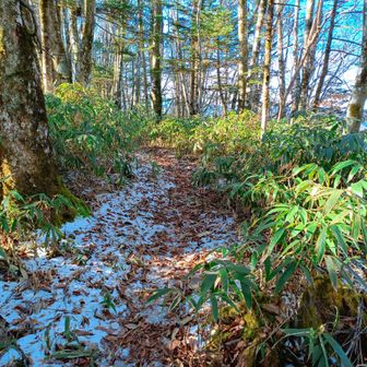 着雪はこの辺りだけ