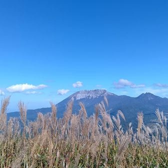 大山とススキ🌾