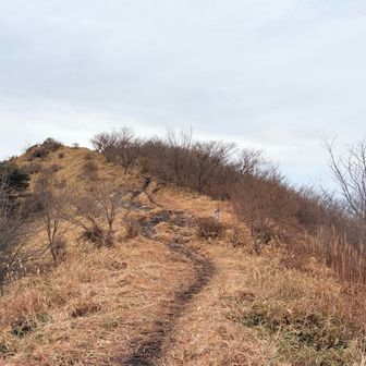 鍋割山向かいます。稜線でました。