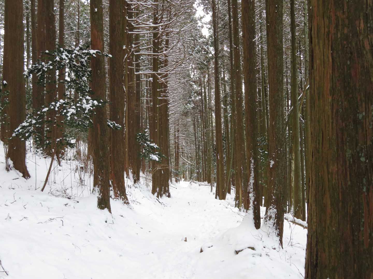 登山道　真っ白