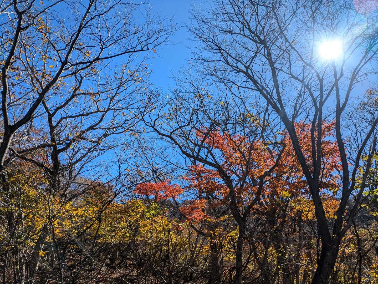 貝月山 往復コースの写真