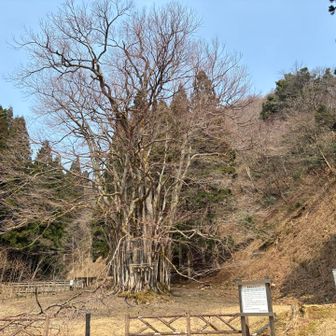 糸井の大カツラ