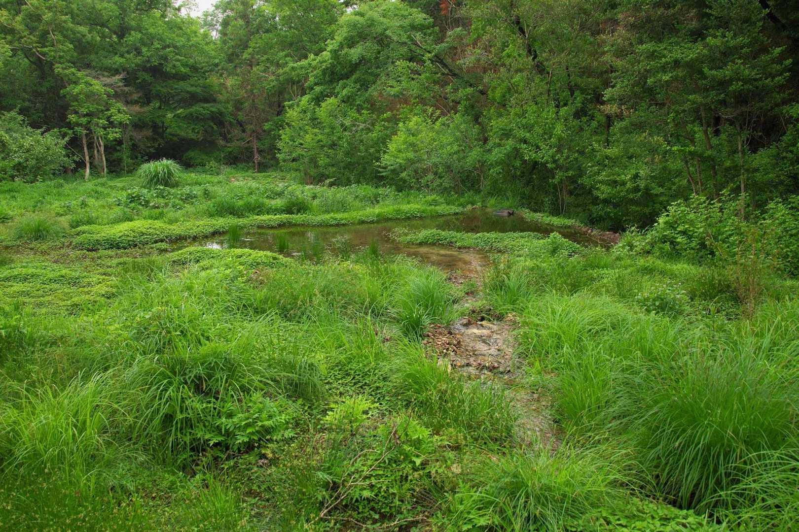 下山して再び葦毛湿原。