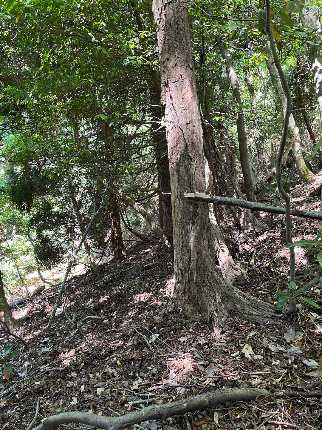 青葉山 縦走コースの写真
