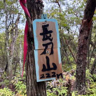 山頂到着
展望なし
