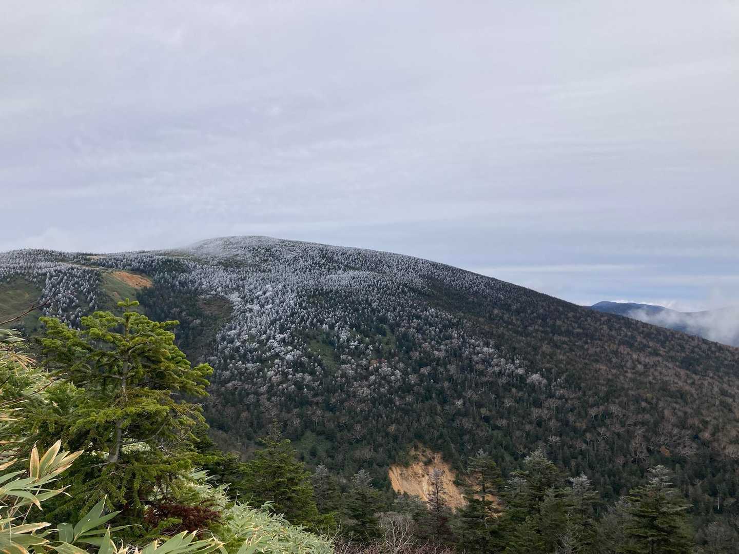 西大巓山頂手前から見る西吾妻山
やはり山頂付近は白くなってる😓