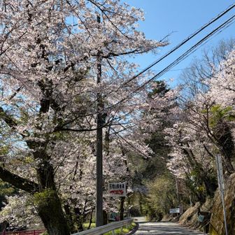 青空に映える桜🌸☺️