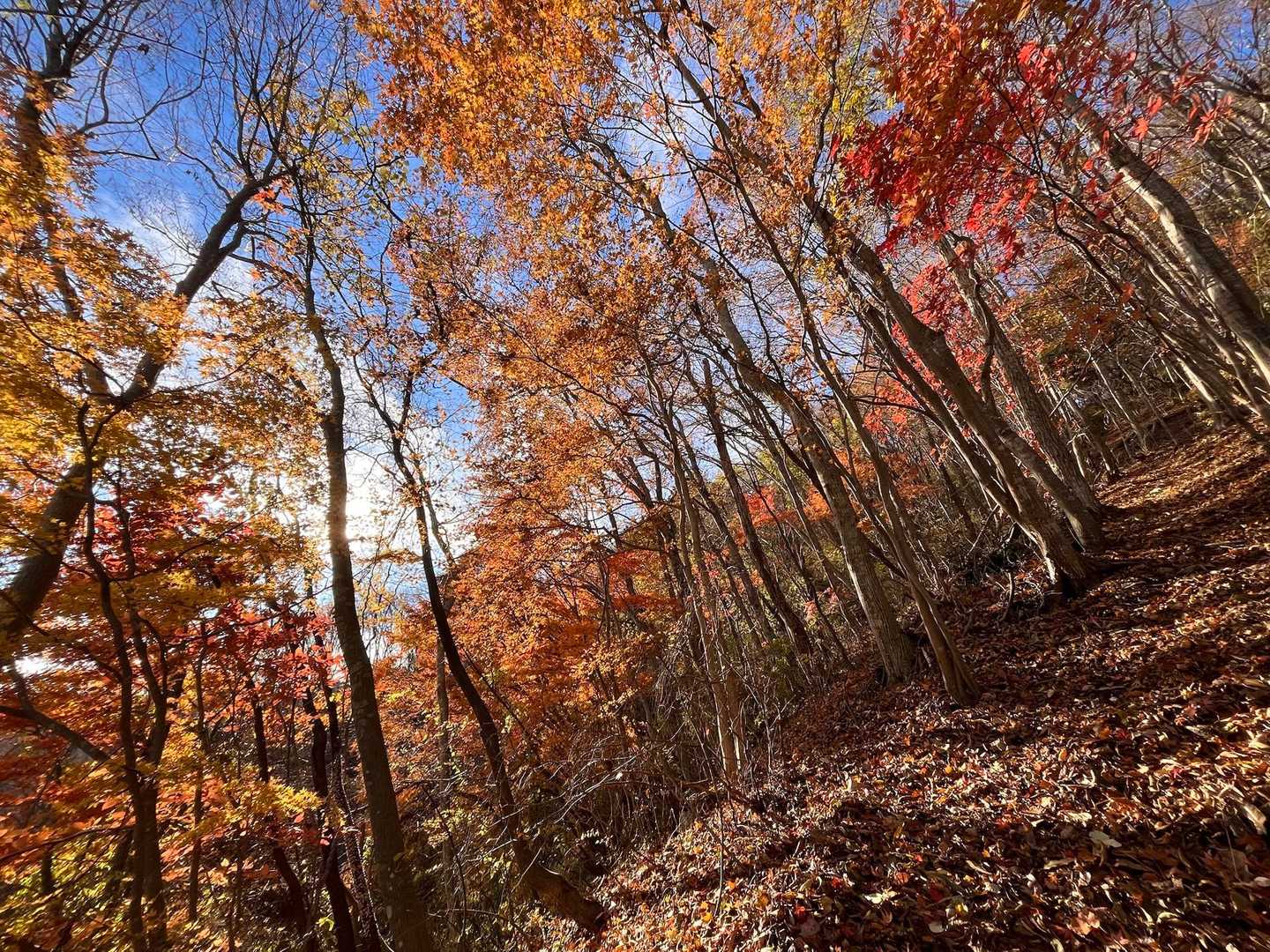 キッツい登りで、足元ばかり見てたけど、顔を上げるとこの紅葉🍁
だから私も気分も高揚⤴️⤴️💗