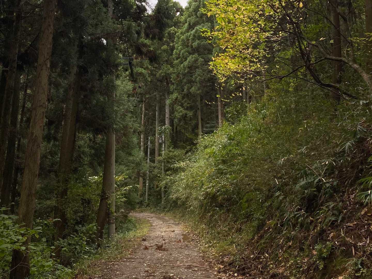 山頂までほぼ同じ道幅
関係施設の車が通行するようだ