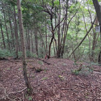 荒谷山の山頂付近の景色😃