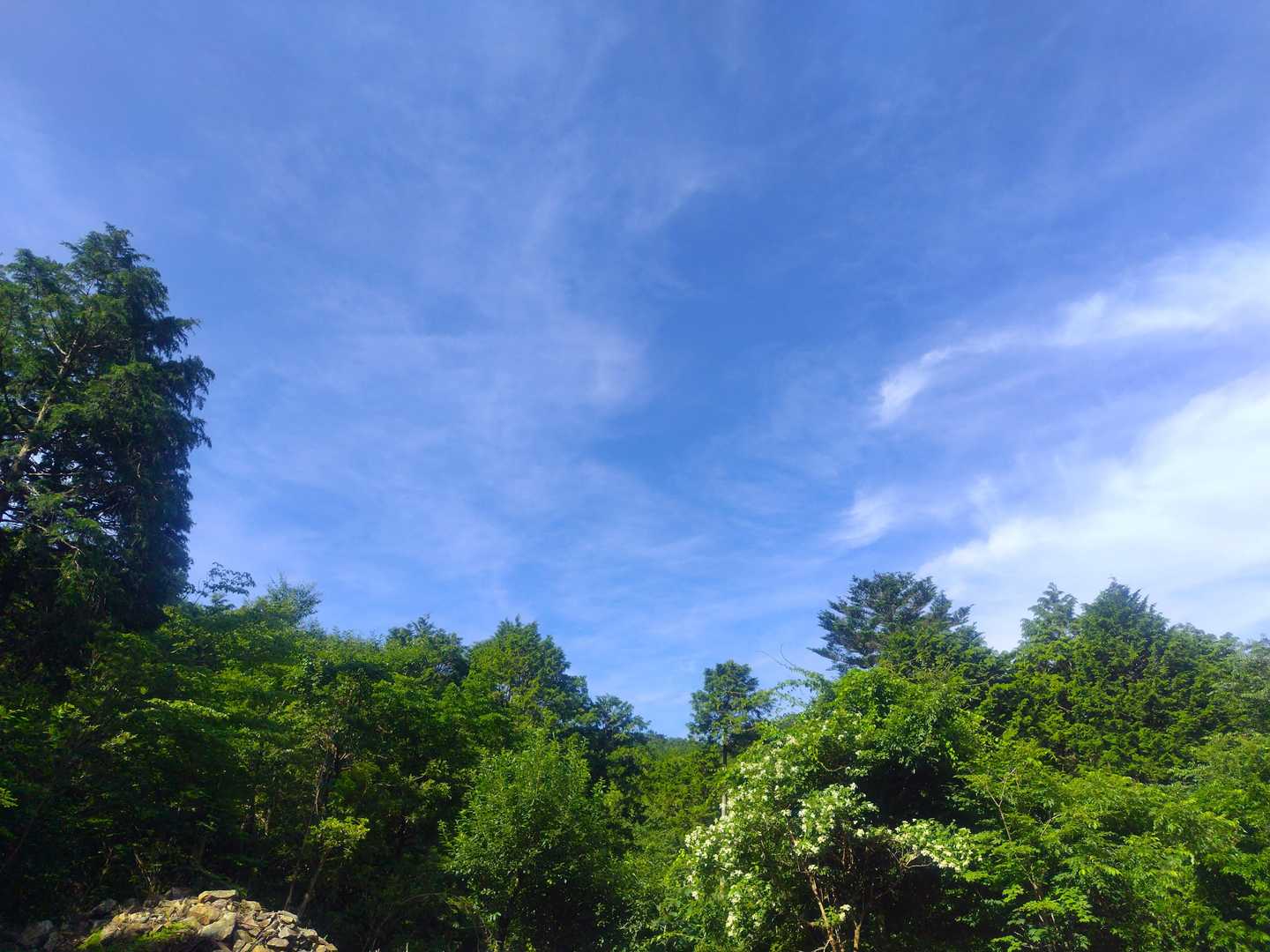 雨予報だったのに晴れてます😆
日なたはけっこう暑い🥵💦