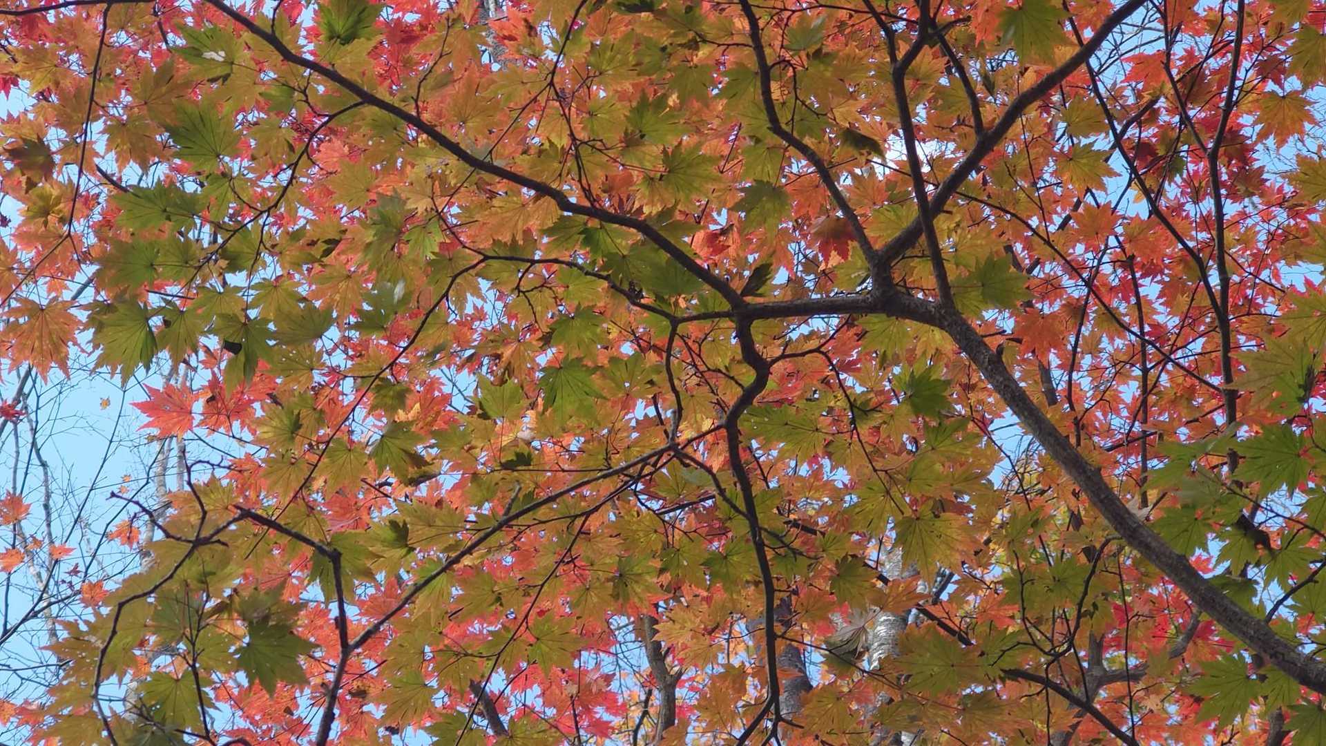 キレイ🍁