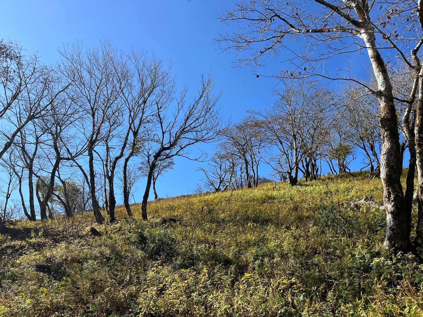 大貝戸ルート-藤原岳-天狗岩 往復コースの写真
