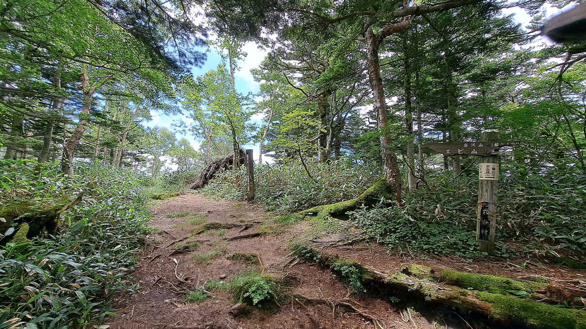 　高沢山も樹木に囲まれて展望はありません。