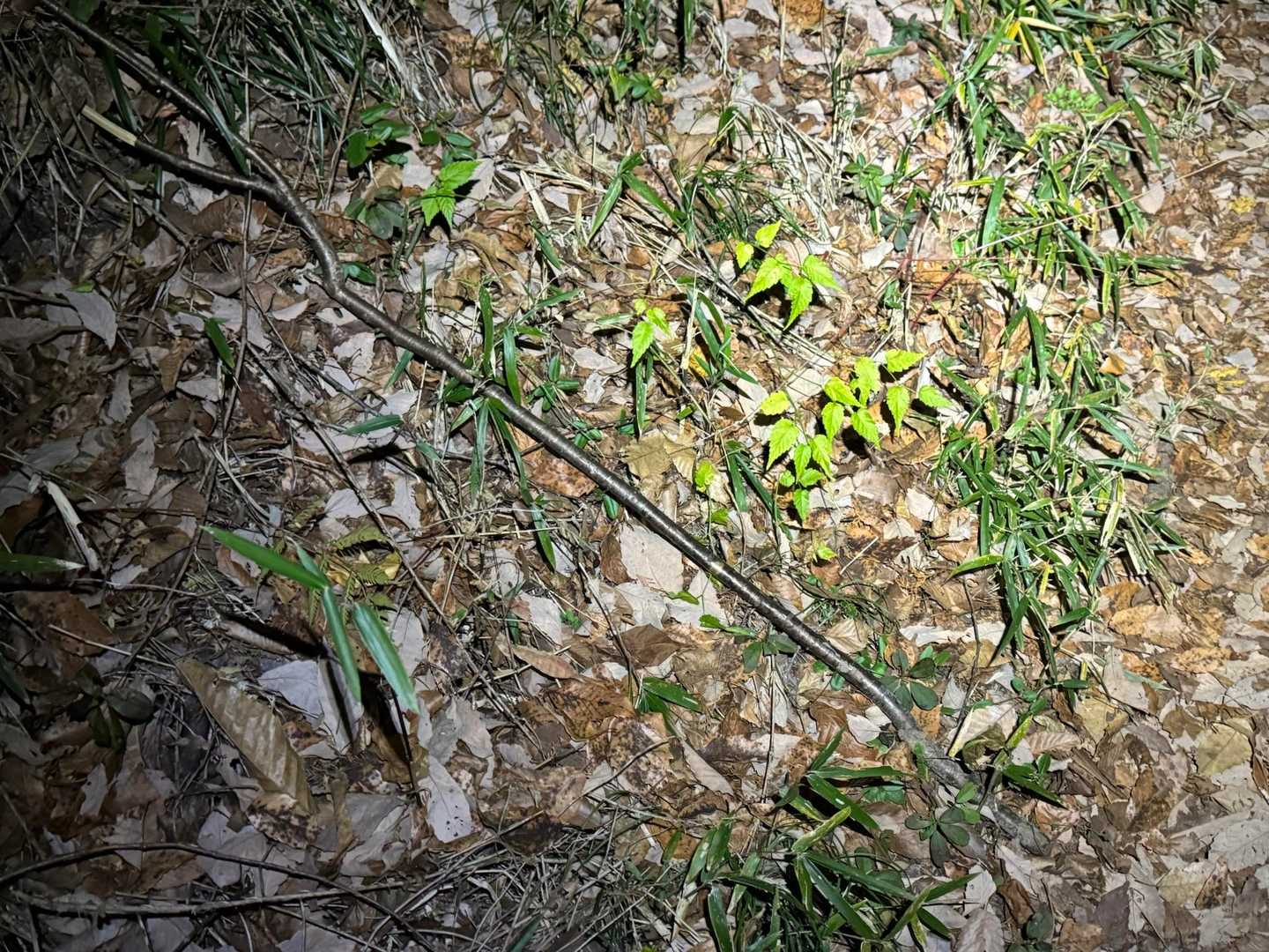無事に登山口まで戻ってきました

とても使い心地の良い杖でした
どうもありがとう