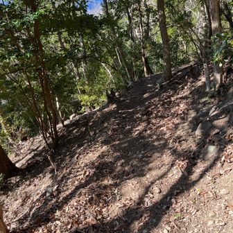 ここから破線道通りにP301の尾根に向かう
凄い斜面を通らされ一応道型は有るなァと思ったら尾根にははっきりした道が付いてた。
ログは破線をトレースせずまっすぐになってしまったけど