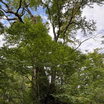 いつ見ても堂々たるカツラ🌳
もう良い香りを漂わせていた🙌