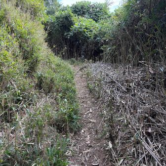 阿坂方面分岐を左に進むと桝形山のすぐ下に出る