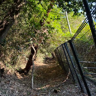 この道通ると思いきや、違うなって神社に戻る！