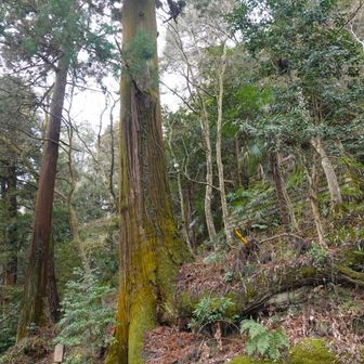 根っこが大蛇のようなので蛇木杉（じゃぼくすぎ）と言う。津久井の名木にも選ばれているそうな