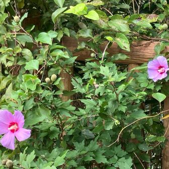 芙蓉の花