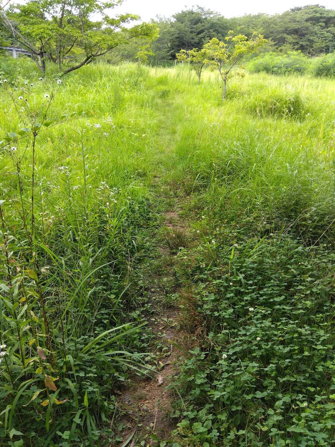 城山 往復コースの写真