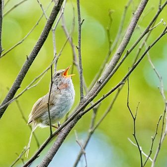 🐦ウグイス若がホーホケキョ♪