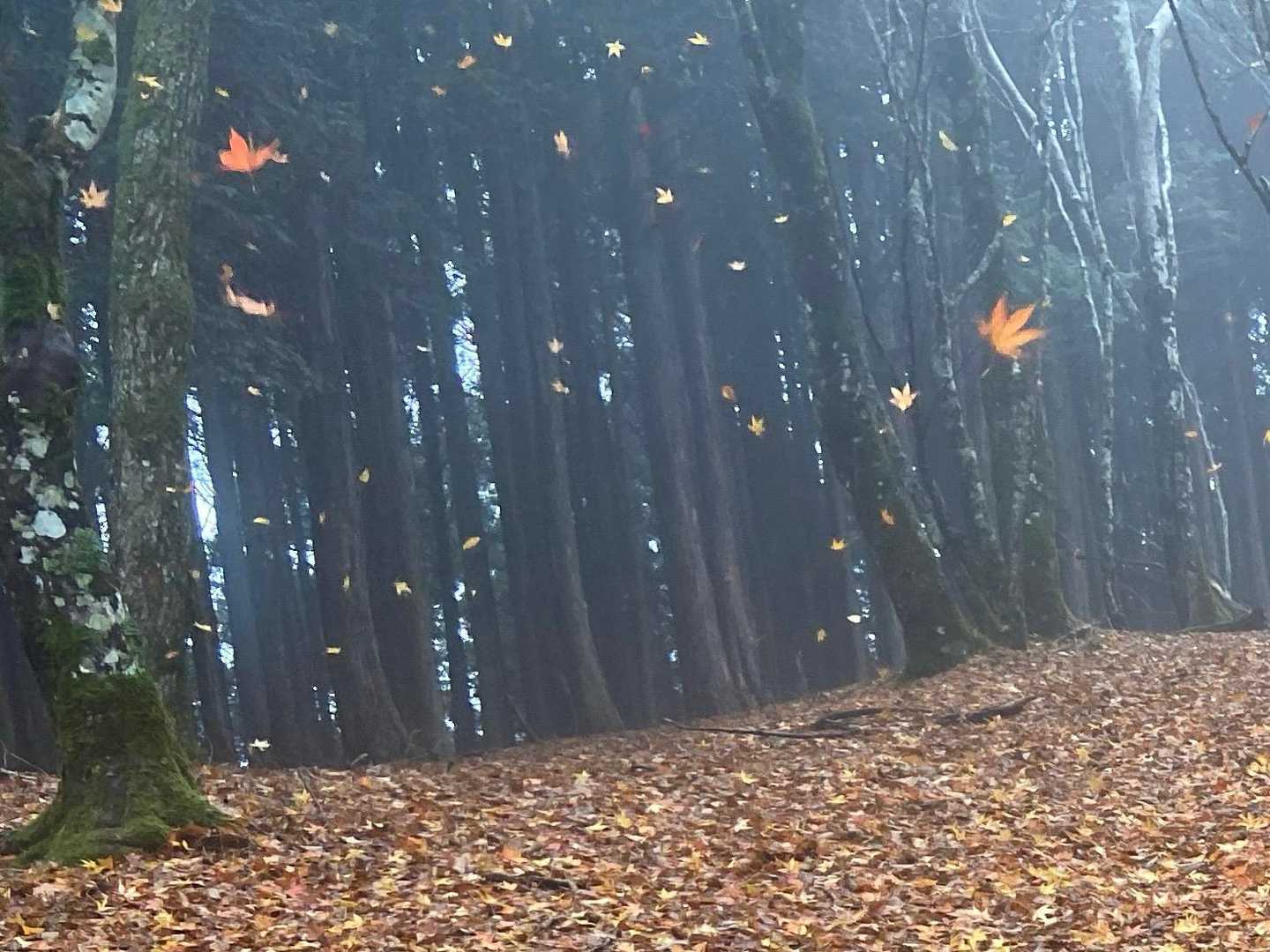なんとなく写真を撮ろうとしたら･･