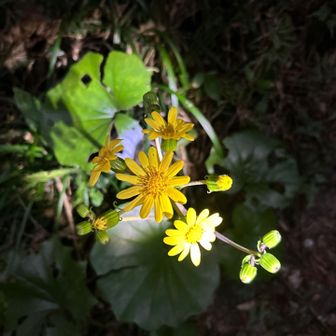 昨日の本部富士周辺にも同じ花が沢山咲いてました！