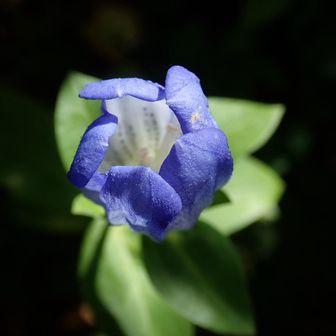 午後になってようやくちょっとだけ開花🤏