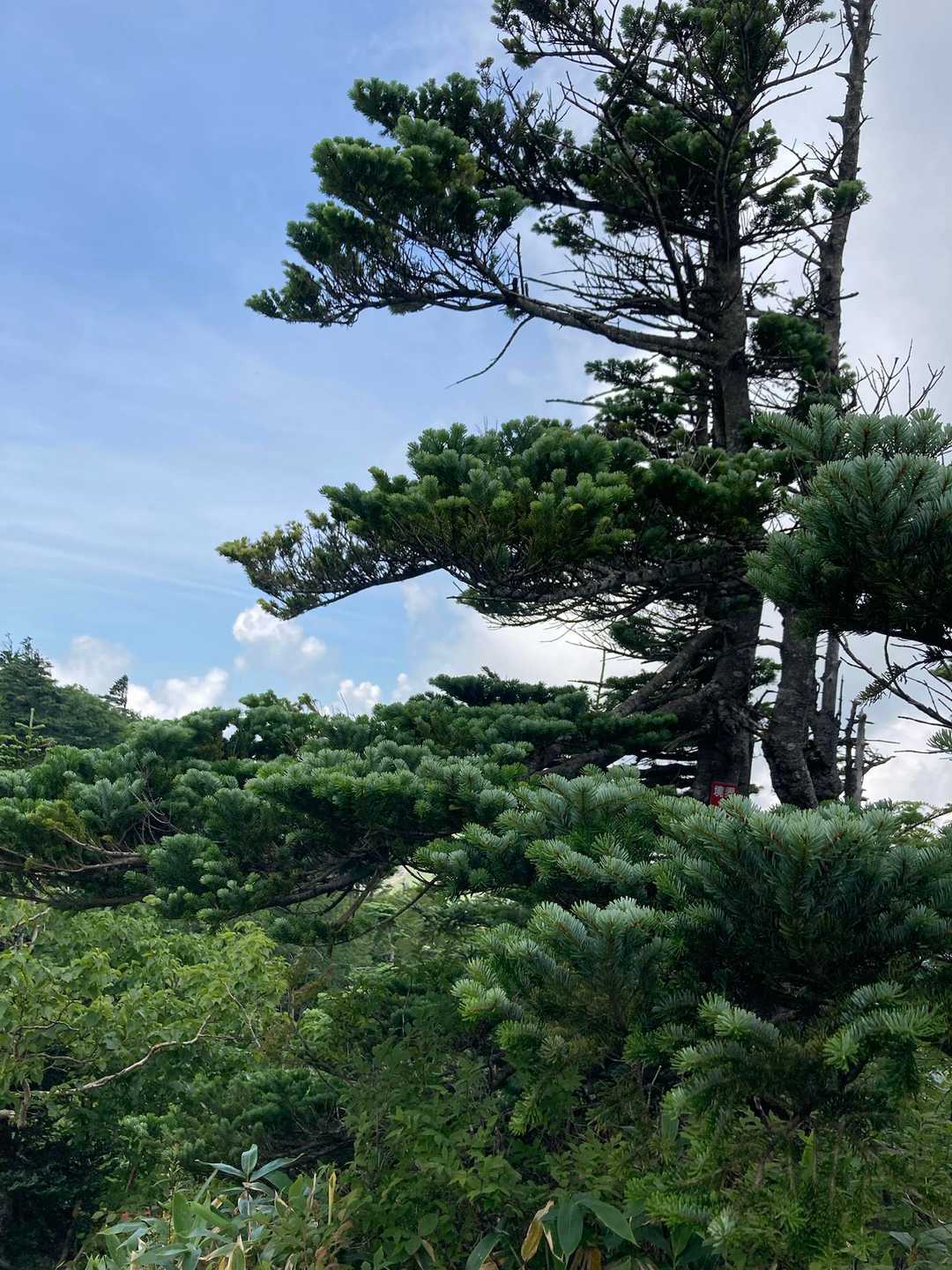 山登りをしていて、いつも「甘くていい匂い！この匂い大好き」と感じていた匂いがシラビソだったと初めて知りました（調べた）。