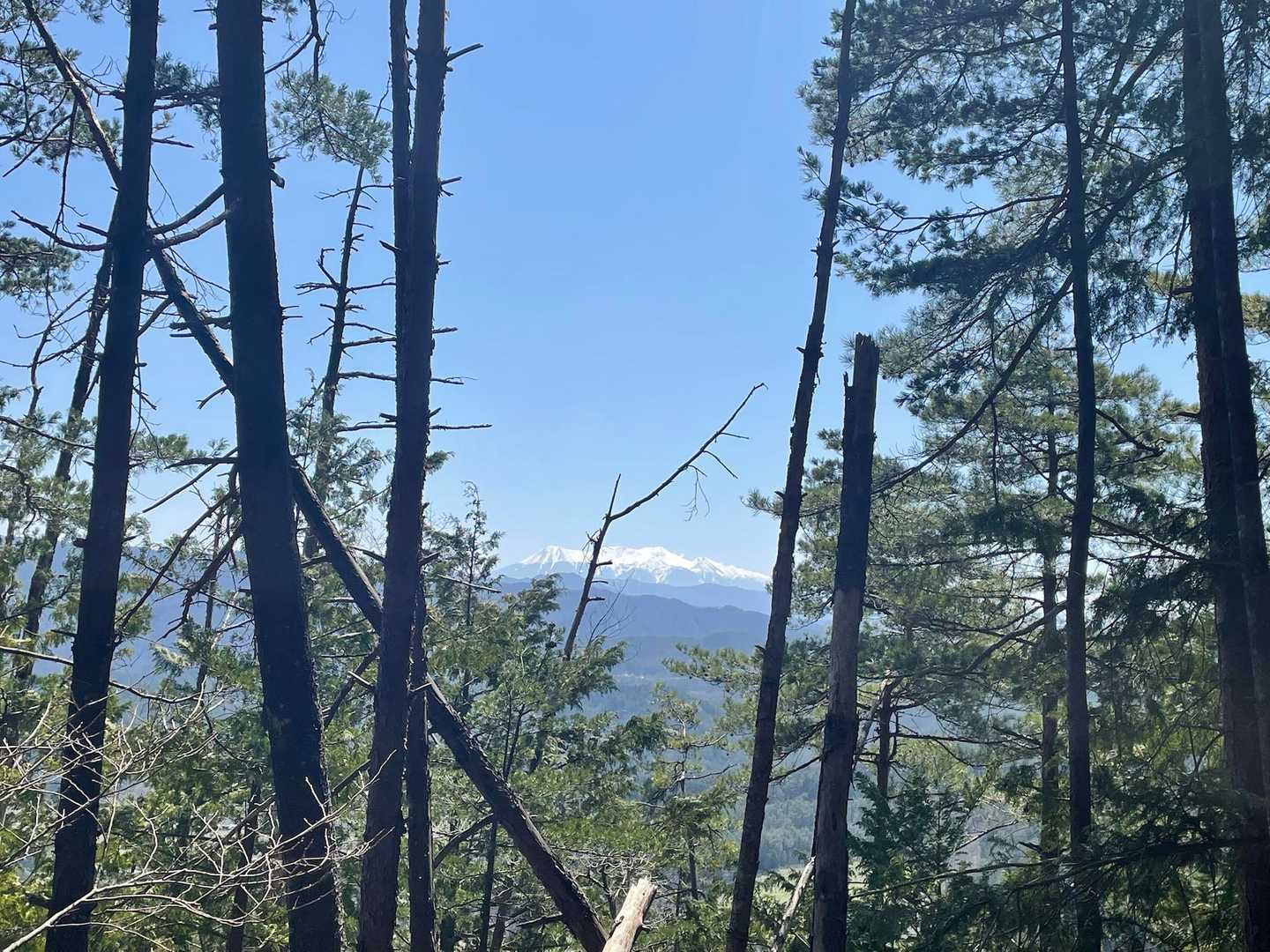 木々の間から御嶽山も見えました✨