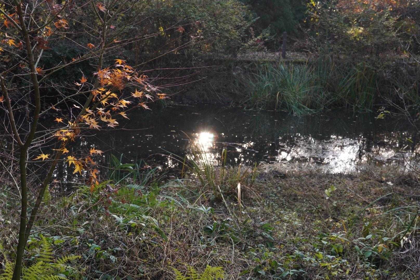 太古池　　水鳥はお留守〜