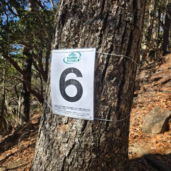 トレイルランの大会があるそうです