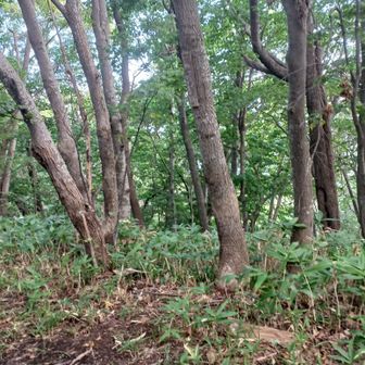 藤野マナスル頂上