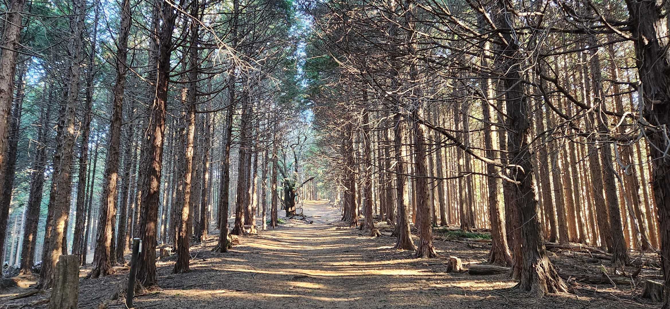 芦ヶ久保駅-登山道入口-丸山-大野峠 縦走コースの写真
