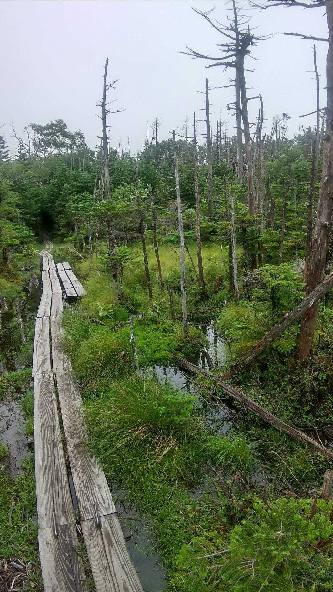 雨の影響か登山道は小川状態💦
でも、こんな湿原もあって、癒されました😙