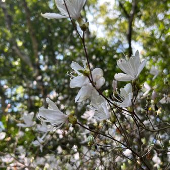 綺麗〜😍
やはり、白に勝る色は無し