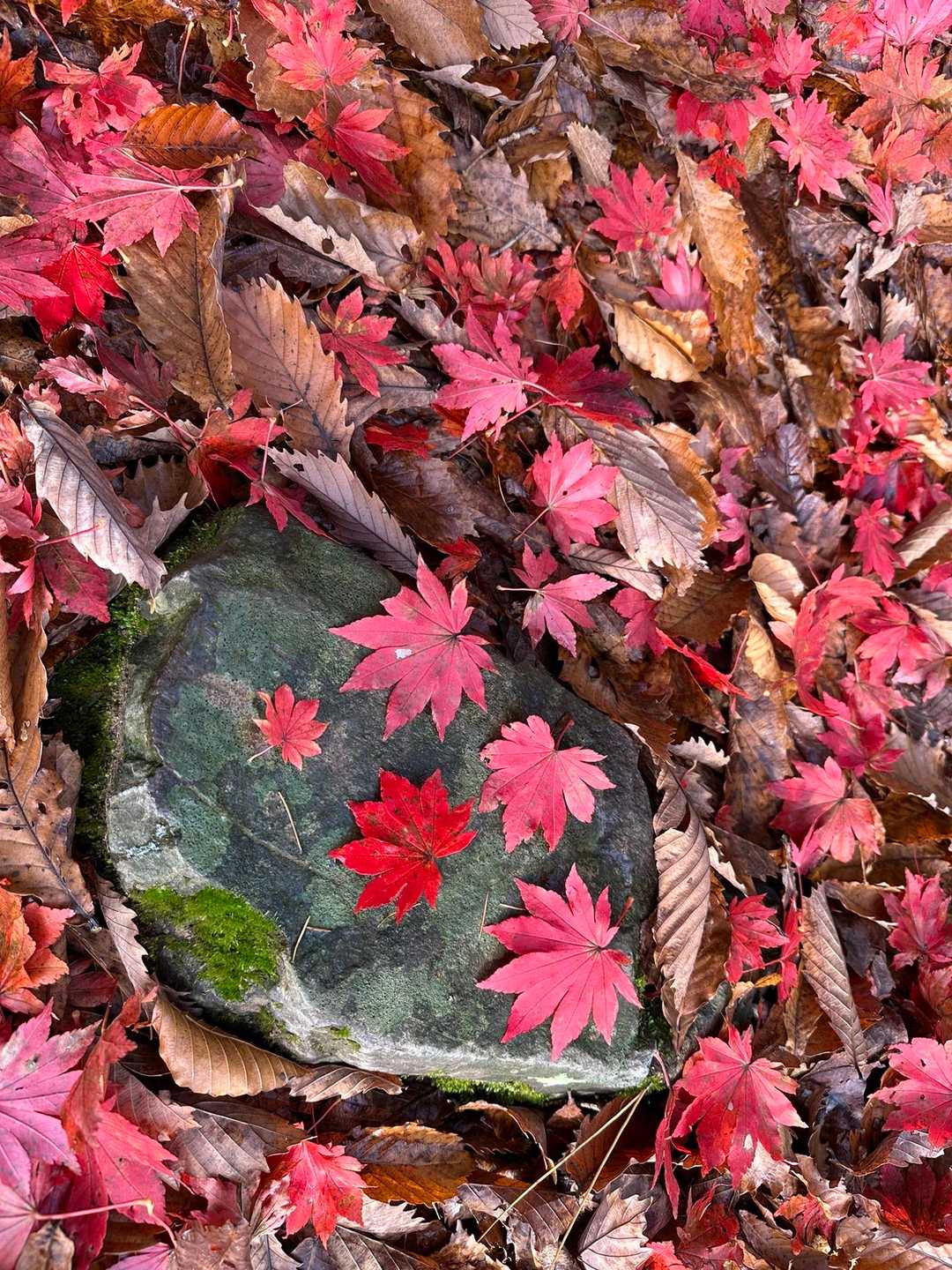 北面白山登山入口-三沢山-面白山 往復コースの写真