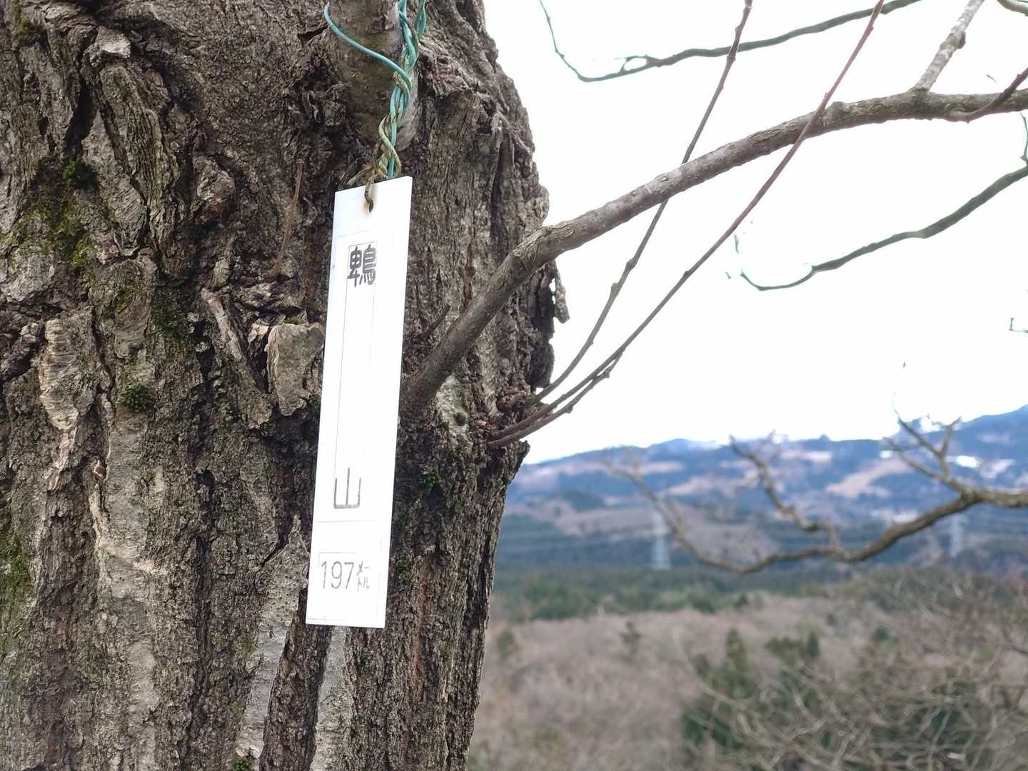 鵯山に戻って来れましたよ。
☔が降らないうちに、
下山しなくちゃ💦
葉っぱさん、頑張れ。