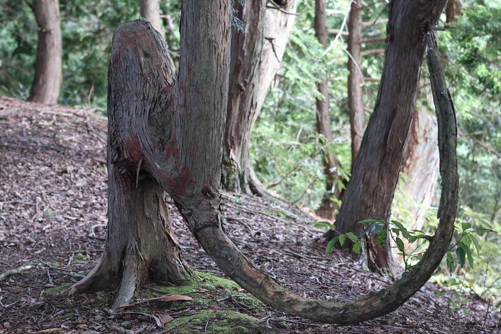下に行きたい⬇
やっぱり上や!
って木🌳