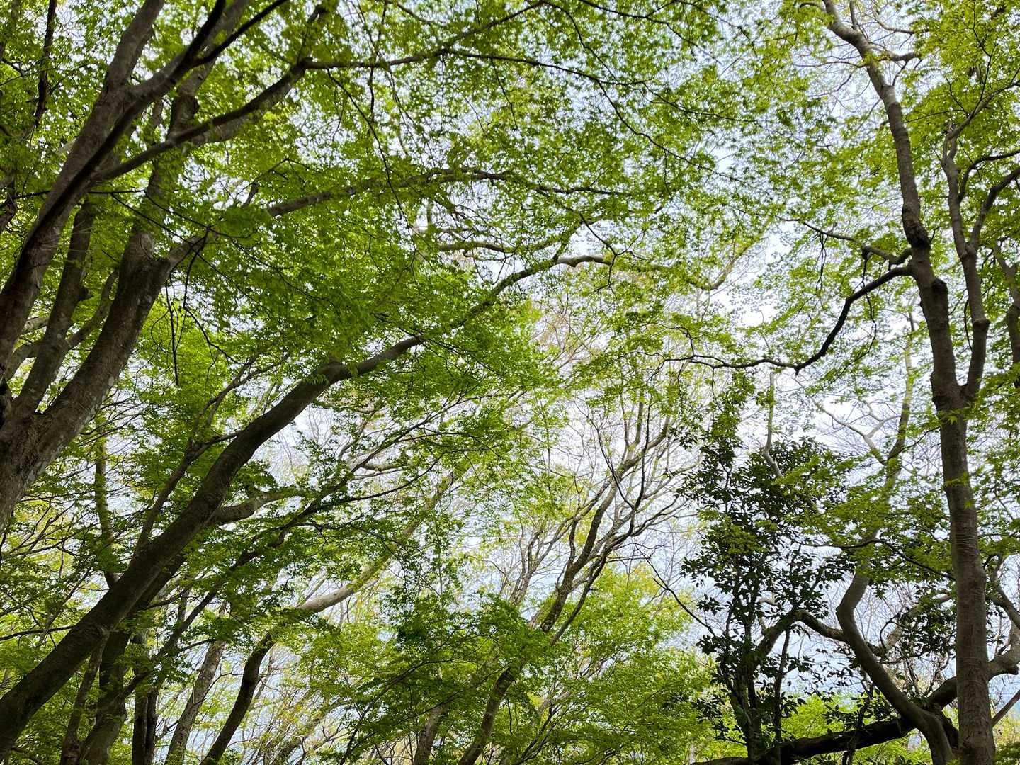 新緑🍃