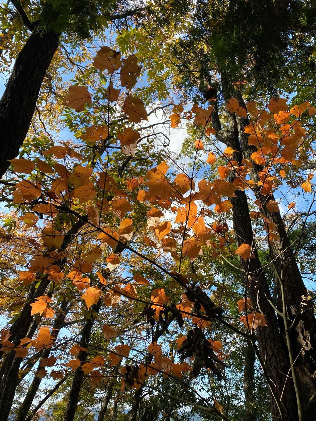 紅葉🍁