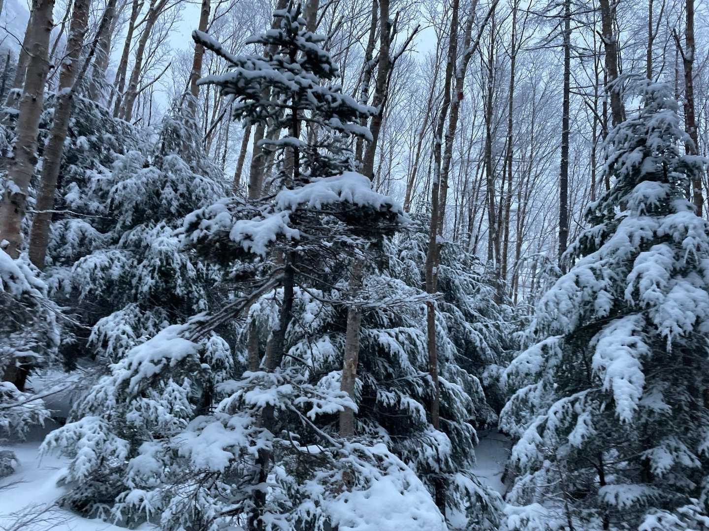 １日目と違って雪☃️❄️❄️