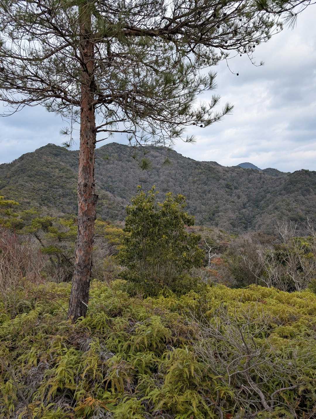 高尾山？