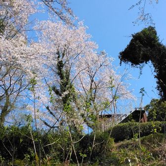 サクラと展望台