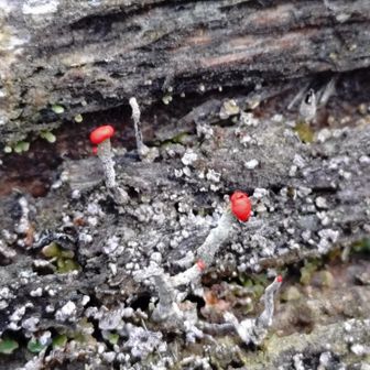 ん？一瞬マダニかと思いましたが、つんつんしても動かないので植物と思います